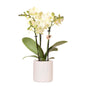 Kolibri Orchids | Gele orchidee Mexico + Floral sierpot lichtblauw - potmaat Ø9cm | bloeiende kamerplant - vers van de kweker