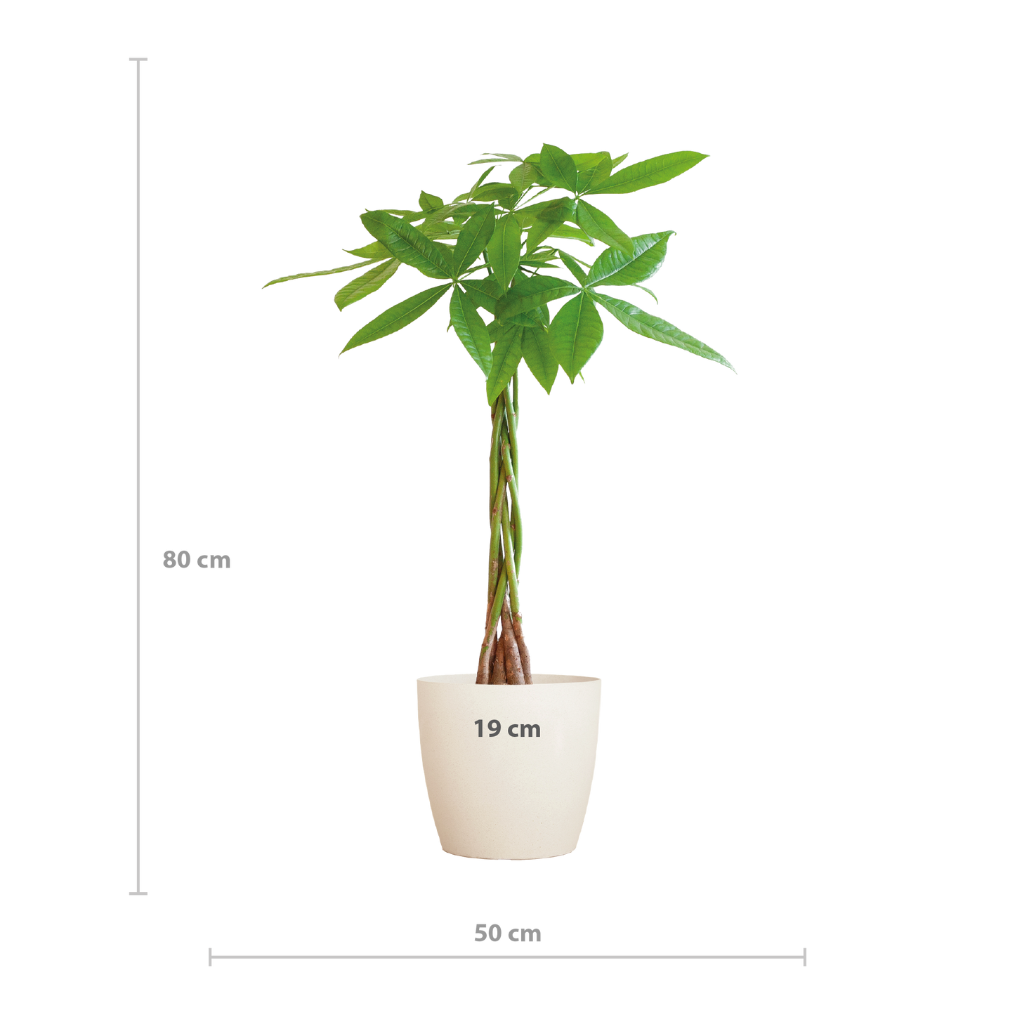 Pachira Aquatica met Viber wit - 80cm - Ø21