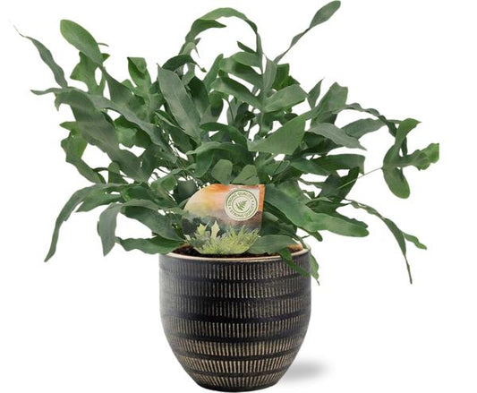 Phlebodium Blue Star - Ø12cm - ?35cm + Beau Pot D14x13cm - Zwart