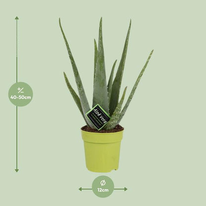 Aloe Vera - Ø12cm - ?45cm