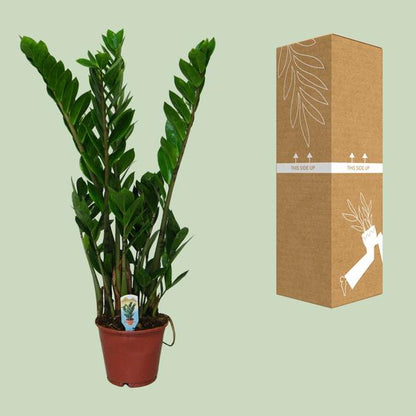Zamioculcas Zamiifolia - Ø14cm - ?50cm