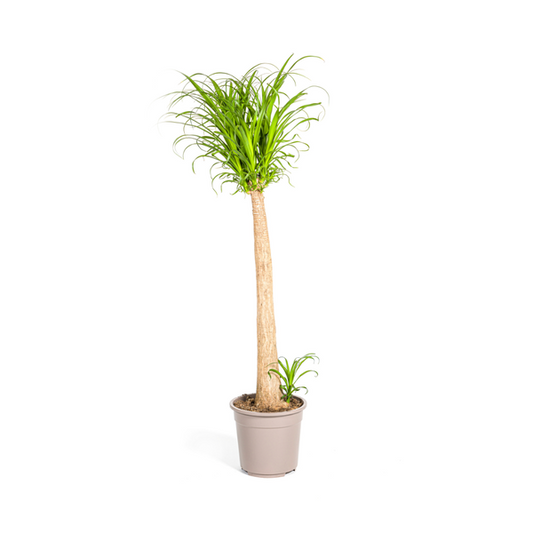 Beaucarnea Recurvata Stam Ø27cm - ?120cm