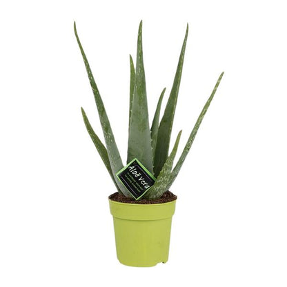 Aloe Vera - Ø12cm - ?45cm