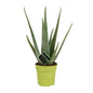 Aloe Vera - Ø12cm - ?45cm