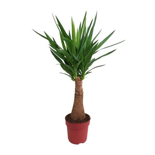 Yucca "Maya Tree" 40stam P21 - Ø21cm - ?100cm