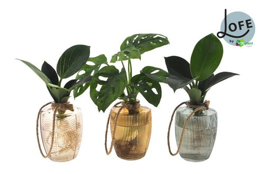 LOFE | Intenz Mix in Waltz Glas - 3 stuks - Ø7cm - ?25cm