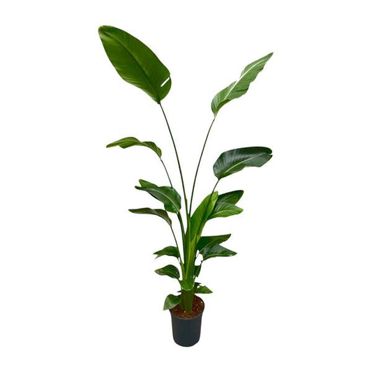Strelitzia Nicolai - 175 cm - ?24