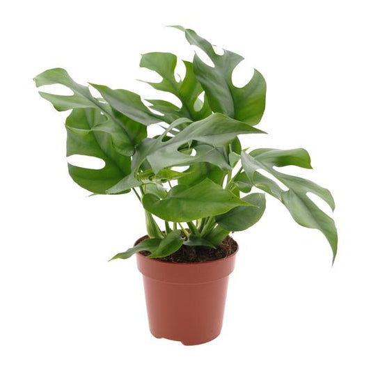 Monstera Minima - Ø12cm - ?25cm