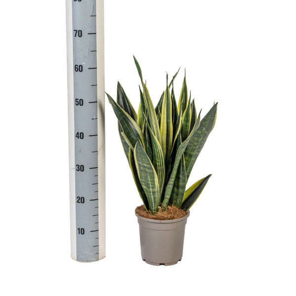 Sansevieria Trifasciata Canary Ø17cm - ↕50-55cm