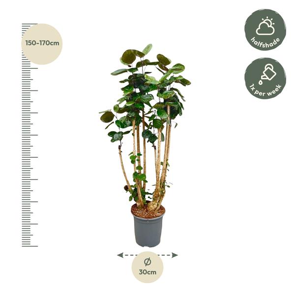 Polysicas Fabian XXL - 160 cm - ?30
