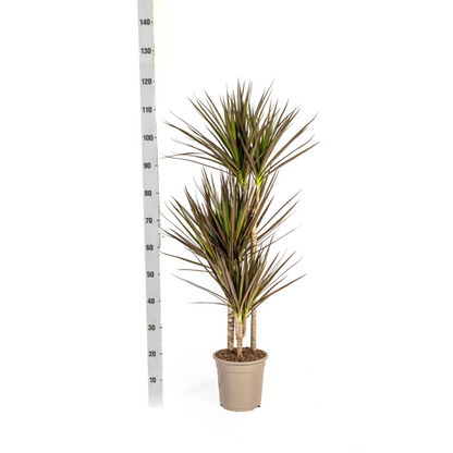 Dracaena Marginata Magenta Ø21cm - ↕120cm
