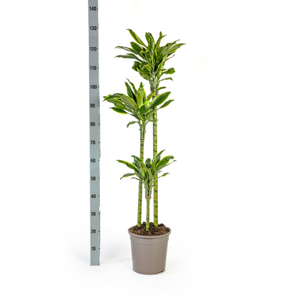 Dracaena Fragrans Golden Coast Ø24cm - ?140cm