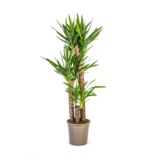 Yucca Elephantipes Ø24cm - ?130cm