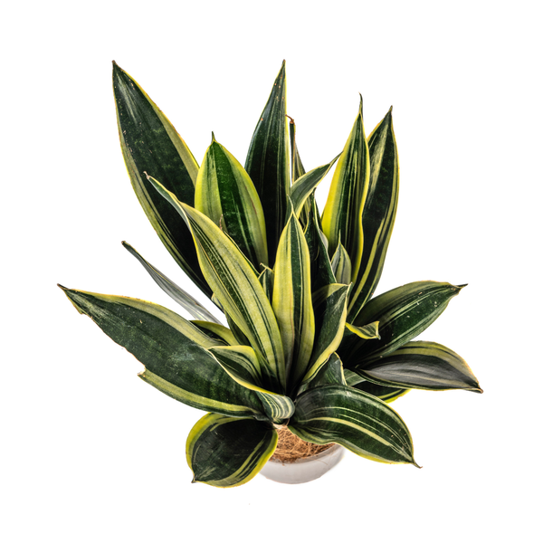 Sansevieria Trifasciata Canary Ø17cm - ↕50-55cm