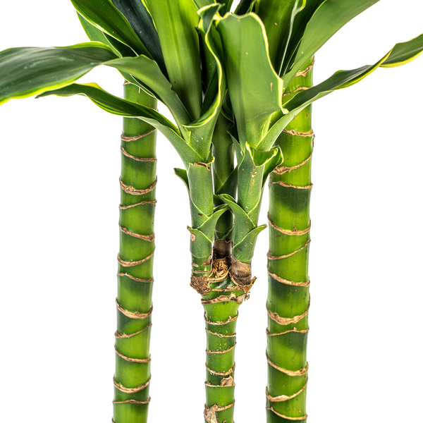 Dracaena Fragrans Golden Coast Ø24cm - ?140cm