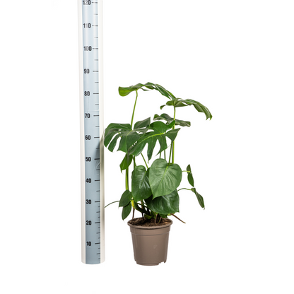 Monstera Deliciosa Tauerii Ø21cm - ?80cm