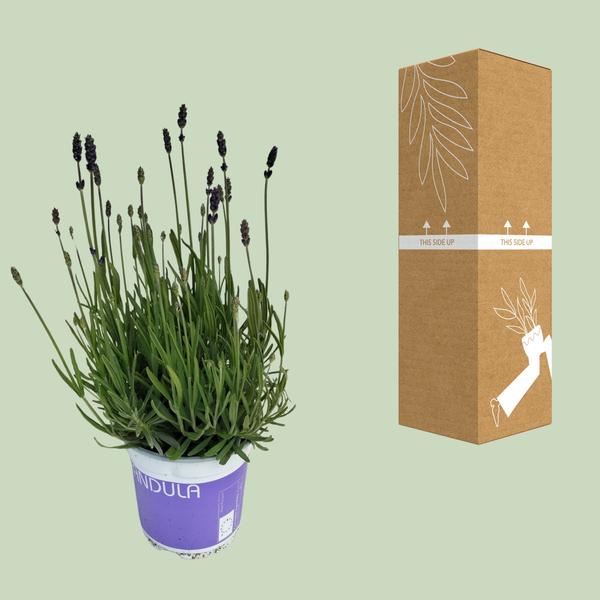 Lavendel Lavandula Hidcote Blue Blauw - Ø12cm - ?20cm