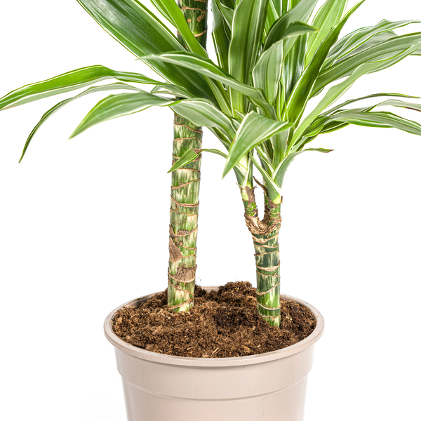 Dracaena Deremensis White Stripe Ø19cm - ?80cm