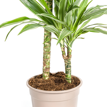 Dracaena Deremensis White Stripe Ø19cm - ?80cm