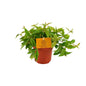 Peperomia Ang. Rocca Vivace - Ø11cm - ?15cm
