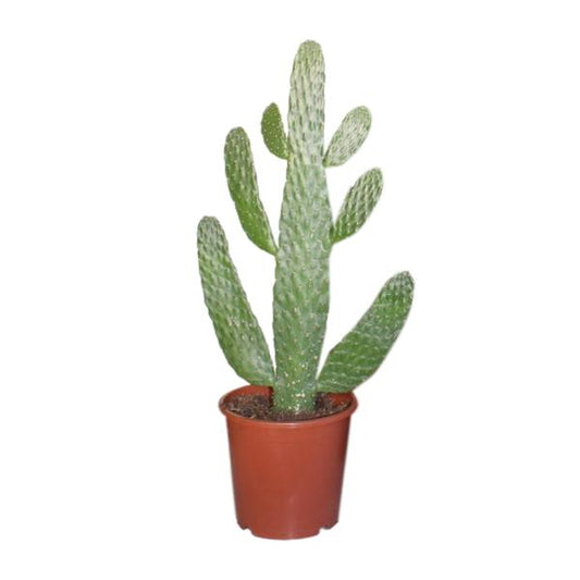 Opuntia Consolea - Ø17cm - ?40cm