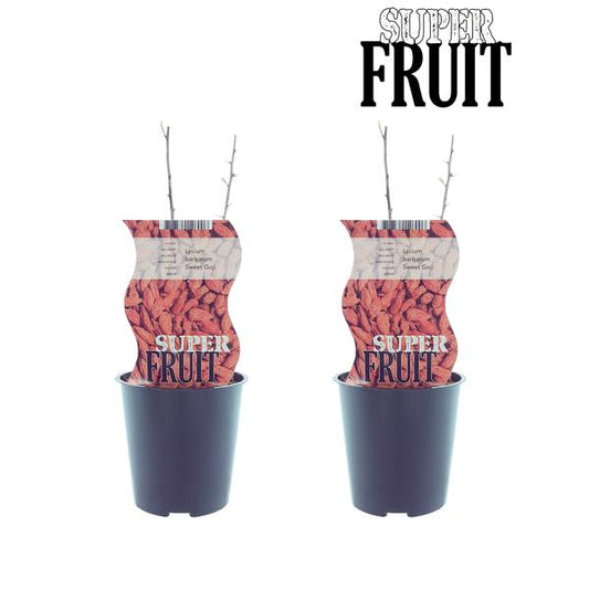 Lycium Sweet Goji (Gojibes) - 2 stuks - Ø12cm - ?30cm