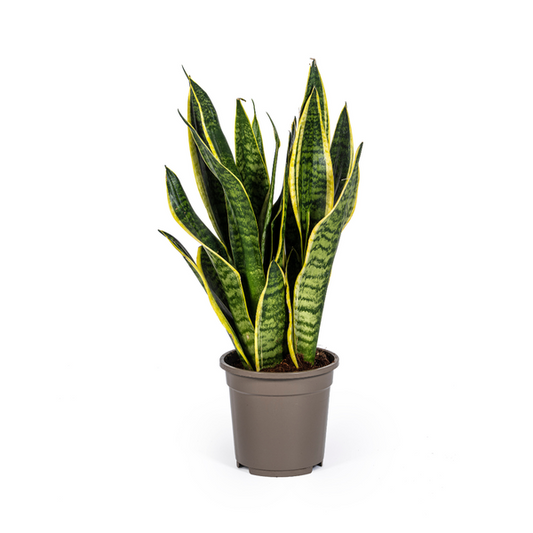 Sansevieria Trifasciata Futura Superba Ø17cm - ?50-55cm