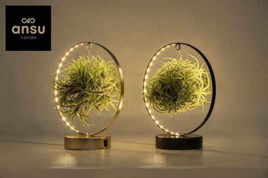 Tillandsia Led Edition Mix - 2 stuks - Ø11 cm - ?23 cm