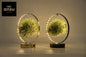 Tillandsia Led Edition Mix - 2 stuks - Ø11 cm - ?23 cm