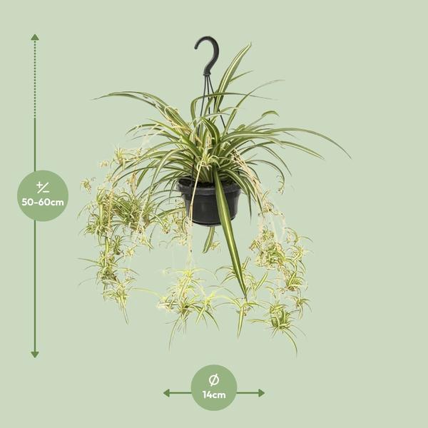 Chlorophytum Comosum Variegatum - Ø14cm - ?55cm