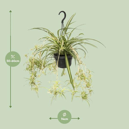 Chlorophytum Comosum Variegatum - Ø14cm - ?55cm