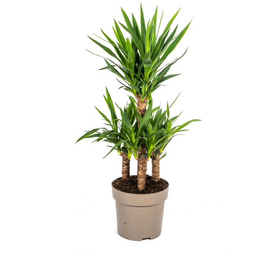 Yucca Elephantipes Ø30cm - ?100cm