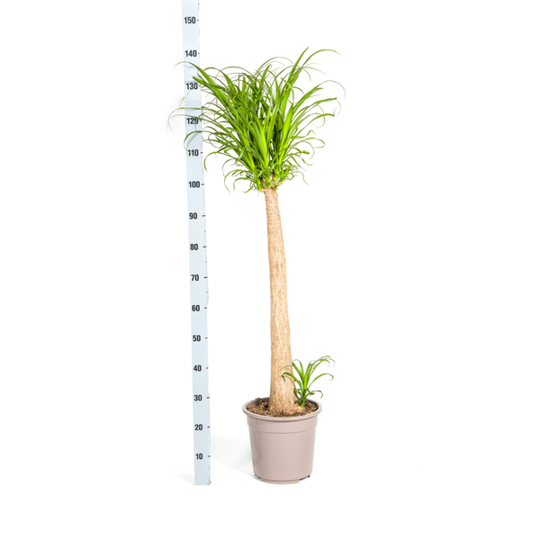 Beaucarnea Recurvata Stam Ø27cm - ?120cm