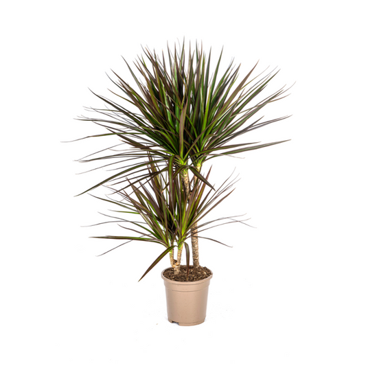 Dracaena Marginata Magenta Ø17cm - ?60cm