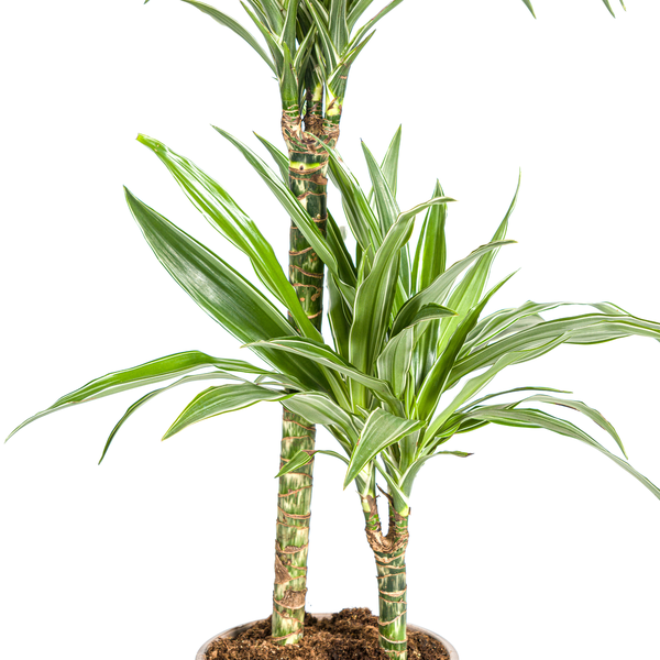 Dracaena Deremensis White Stripe Ø19cm - ?80cm