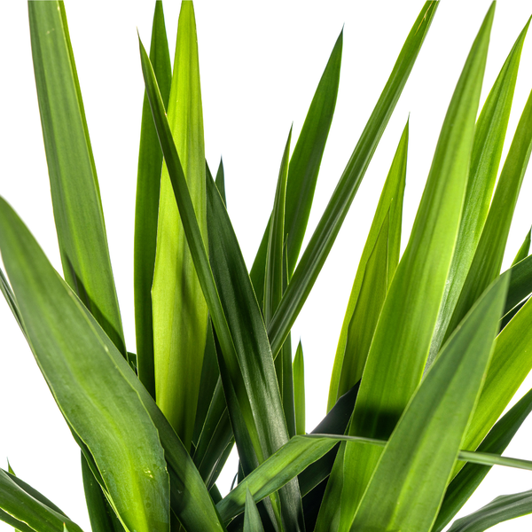 Yucca Elephantipes Ø27cm - ?160cm