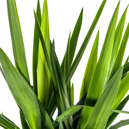 Yucca Elephantipes Ø27cm - ?160cm