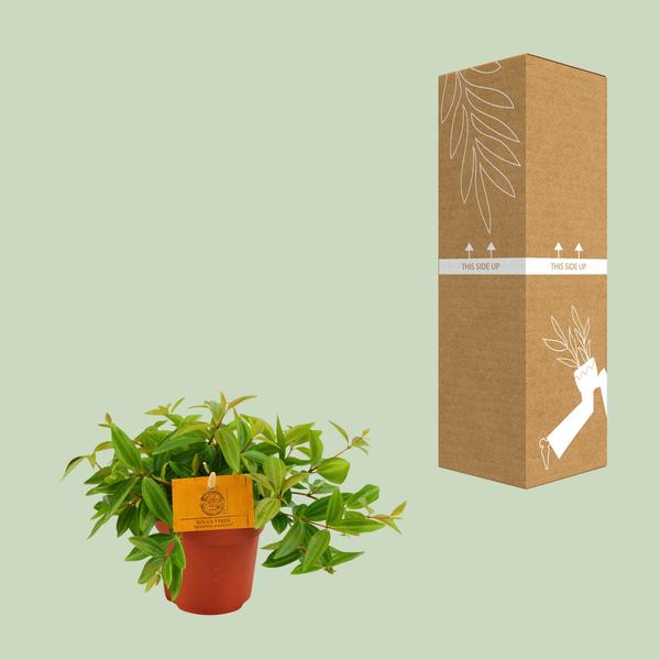Peperomia Ang. Rocca Vivace - Ø11cm - ?15cm
