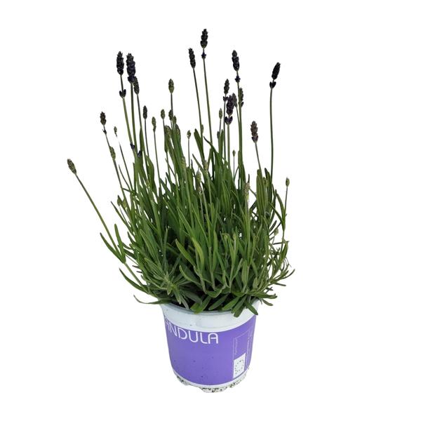 Lavendel Lavandula Hidcote Blue Blauw - Ø12cm - ?20cm