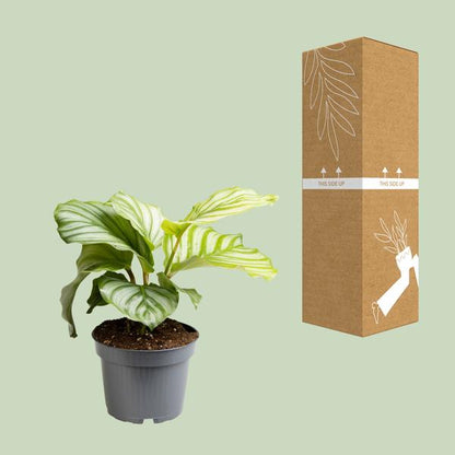 Calathea Orbifolia - Ø12cm - ?25cm