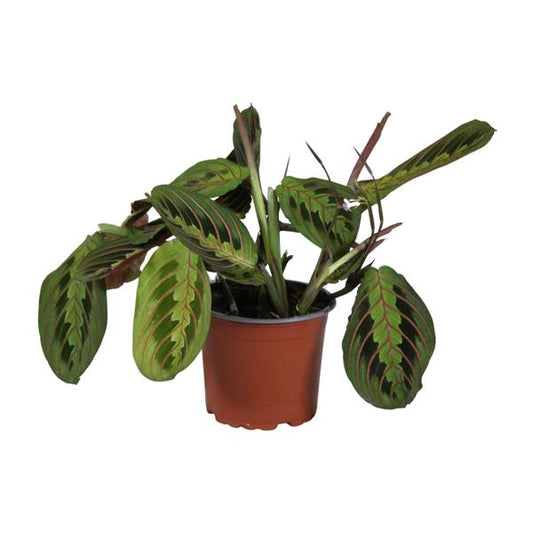 Maranta Leuconeura Fascinator - Ø12cm - ?30cm