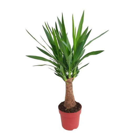 Yucca "Maya Tree" 30stam P19 - Ø19cm - ?80cm