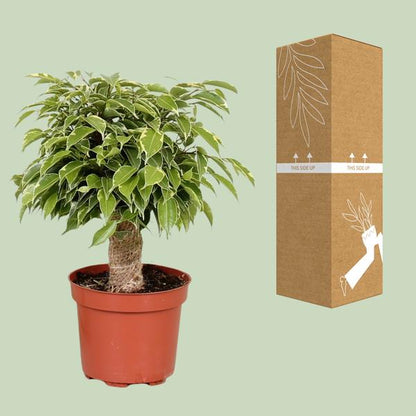 Ficus Benjamina Kinky - Ø12cm - ?28cm