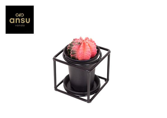 Cactus In Design Frame - Ø10cm - ?12cm