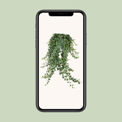 Hedera Helix Pitsburg - Hang/XXL - Ø24cm - ?cm