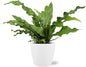 Microsorum Diversifolium - Ø17cm - ?45cm + Pot Brussels D18x17cm - Wit