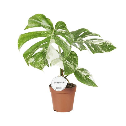 Monstera Deliciosa Variegata - Ø15cm - ?45cm