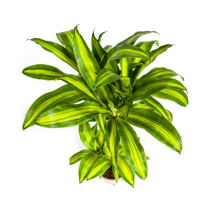 Dracaena Fragrans Massangeana Ø21cm - ?100cm