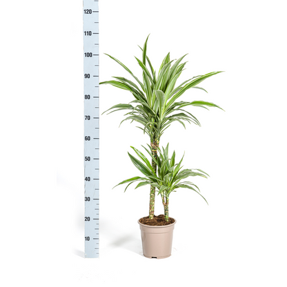 Dracaena Deremensis White Stripe Ø19cm - ?80cm