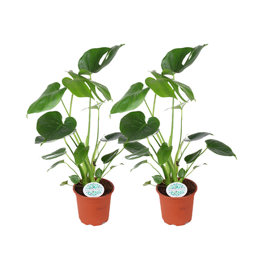 Monstera Deliciosa - 2 stuks - Ø14cm - ?45cm